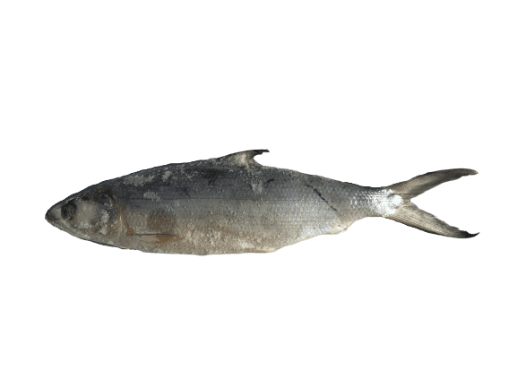 LuzViminda | Authentic Filipino StoreFrozen Milkfish 1x40lbs 800g