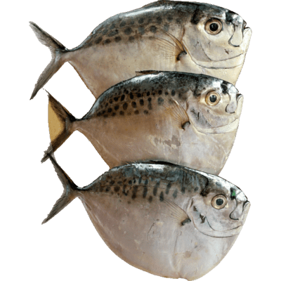 LuzViminda | Authentic Filipino StoreFrozen Moonfish 4-6pc 2lb Wild